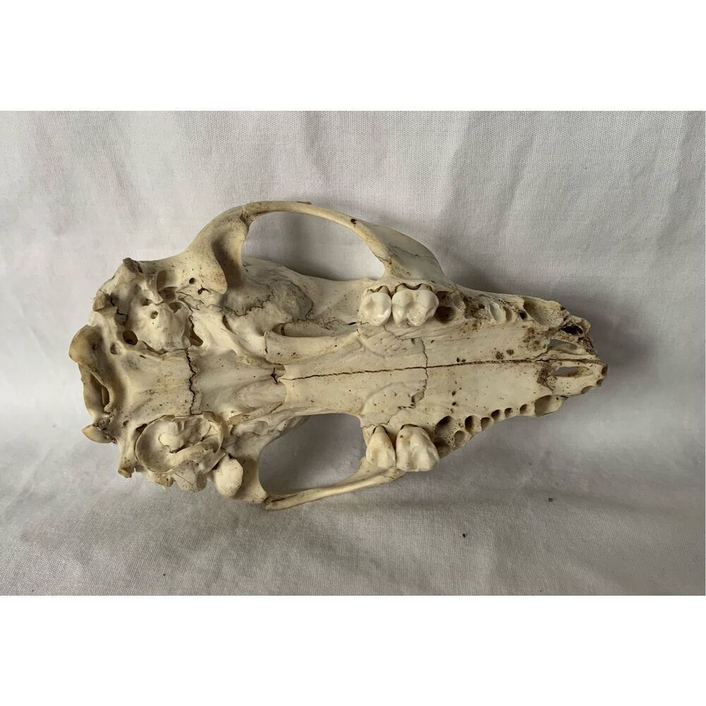 Real RACCOON Skull Taxidermy Skeleton Bones Weathered Cottage Core Goth - Picture 6 of 7
